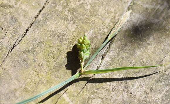 Image of Mead's Sedge