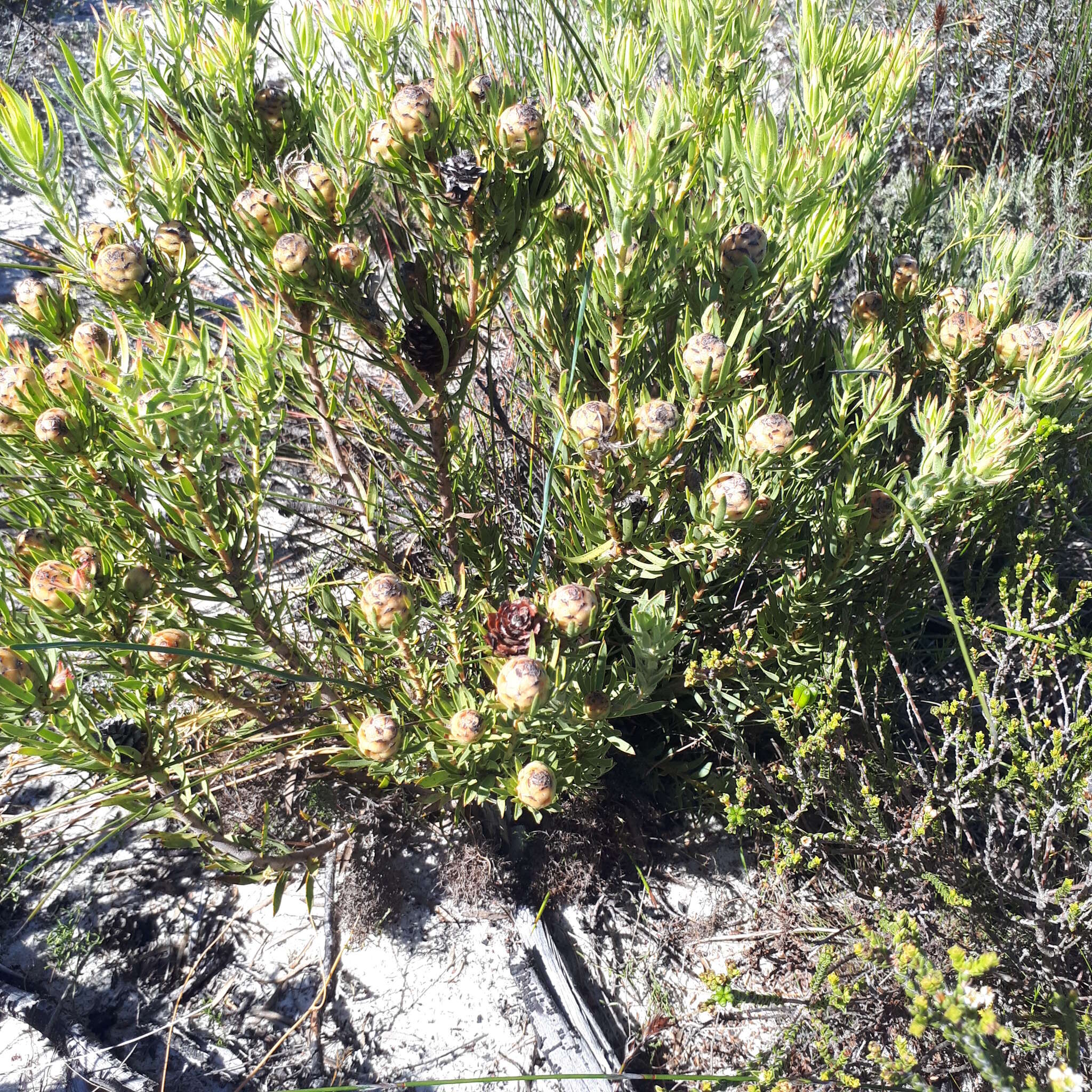 Image of <i>Leucadendron <i>lanigerum</i></i> var. lanigerum