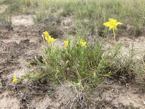 Oenothera hartwegii subsp. filifolia (Eastw.) W. L. Wagner & Hoch resmi