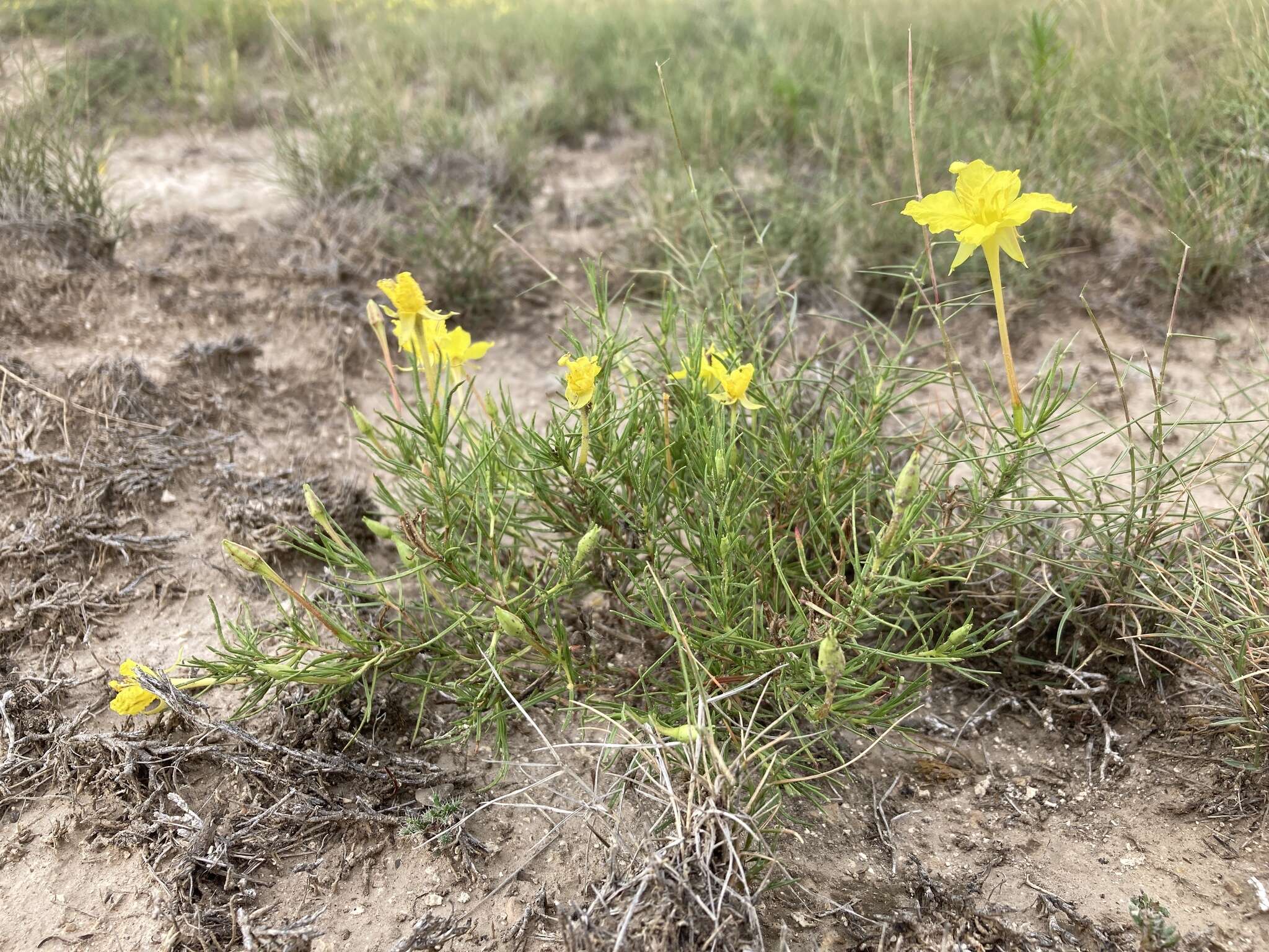 Sivun Oenothera hartwegii subsp. filifolia (Eastw.) W. L. Wagner & Hoch kuva