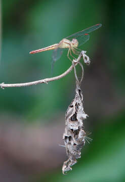 Image of Neurothemis intermedia (Rambur 1842)