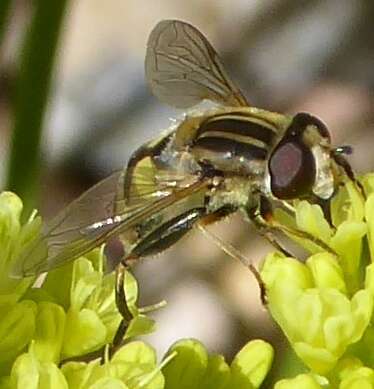 Imagem de Helophilus latifrons Loew 1863