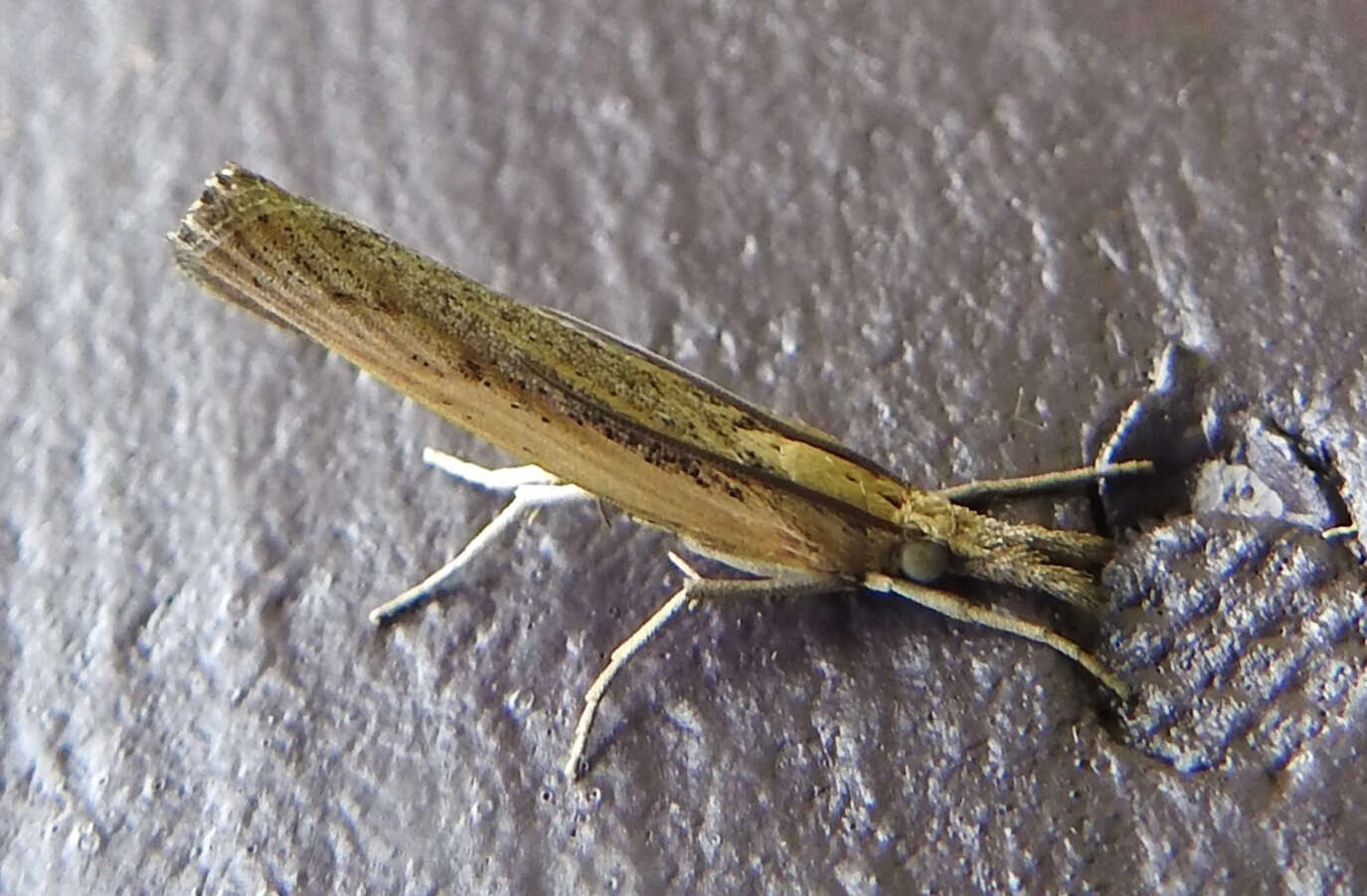 Image of Sod Webworm