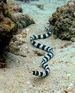 Image of Banded snake eel