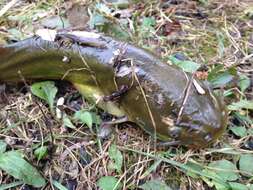 Image of Black Bullhead