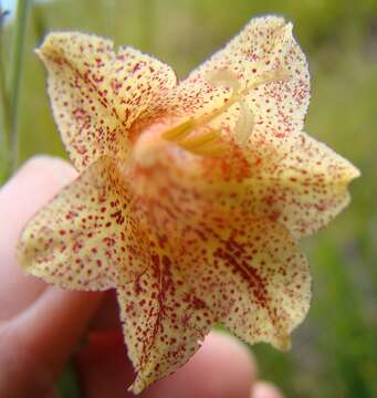 Image of Gladiolus emiliae L. Bolus