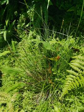 Image of Carex peregrina Link