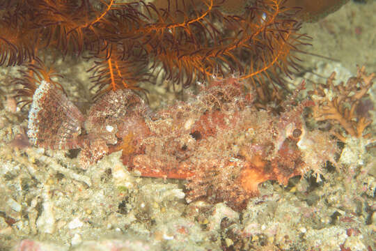 Image of Raggy scorpionfish