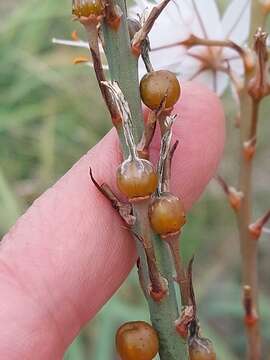 Plancia ëd Asphodelus lusitanicus Cout.