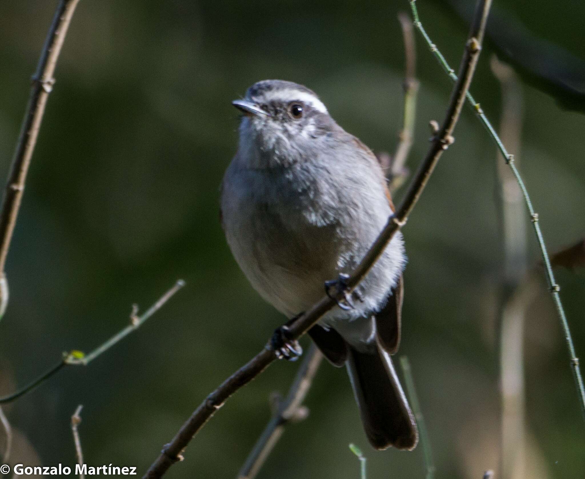 Ochthoeca leucophrys (d'Orbigny & Lafresnaye 1837)的圖片