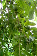 Image of guava