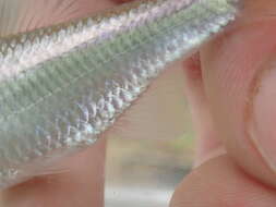 Image of Steelcolor Shiner