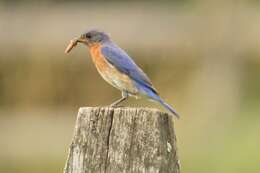 Image of Eastern Bluebird