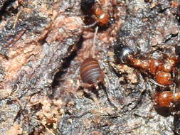 Image de Myrmecophilus (Myrmecophilus) nebrascensis Lugger 1898