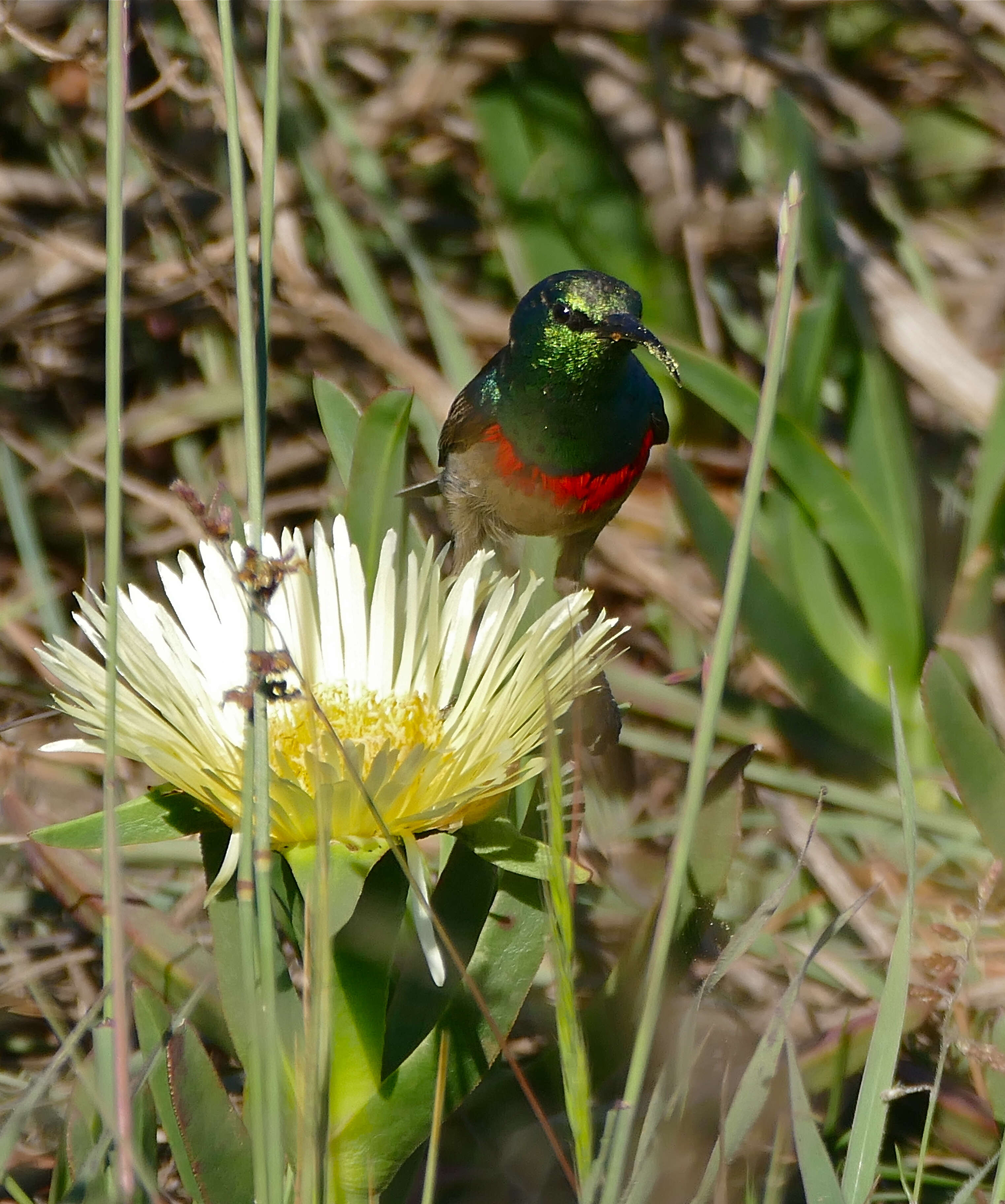 Plancia ëd Cinnyris chalybeus (Linnaeus 1766)