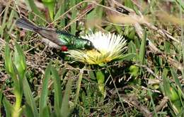 Plancia ëd Cinnyris chalybeus (Linnaeus 1766)