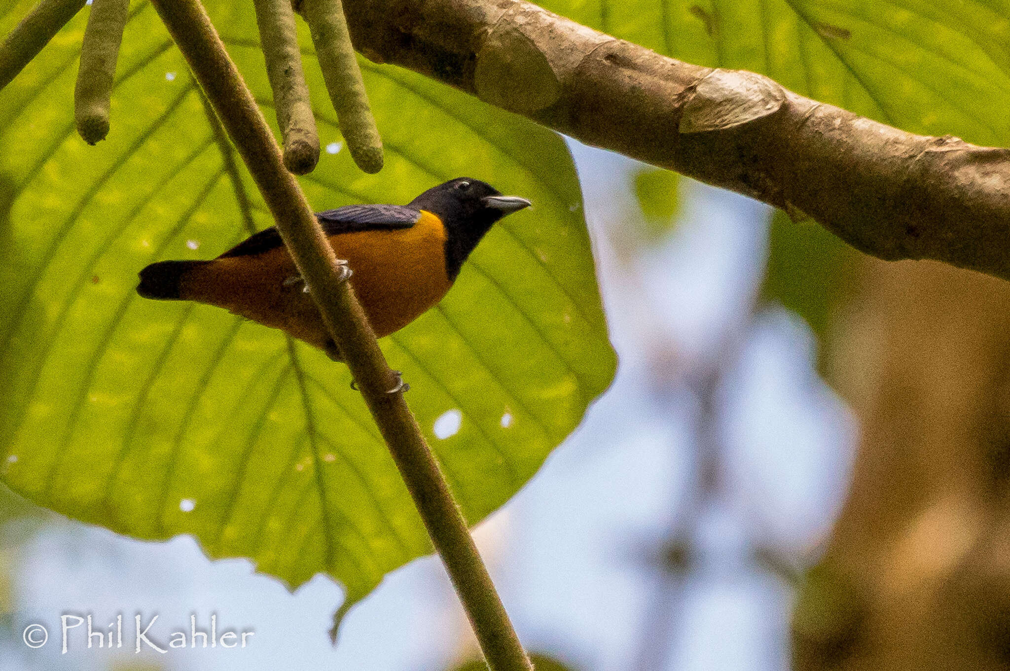 Euphonia rufiventris (Vieillot 1819)的圖片