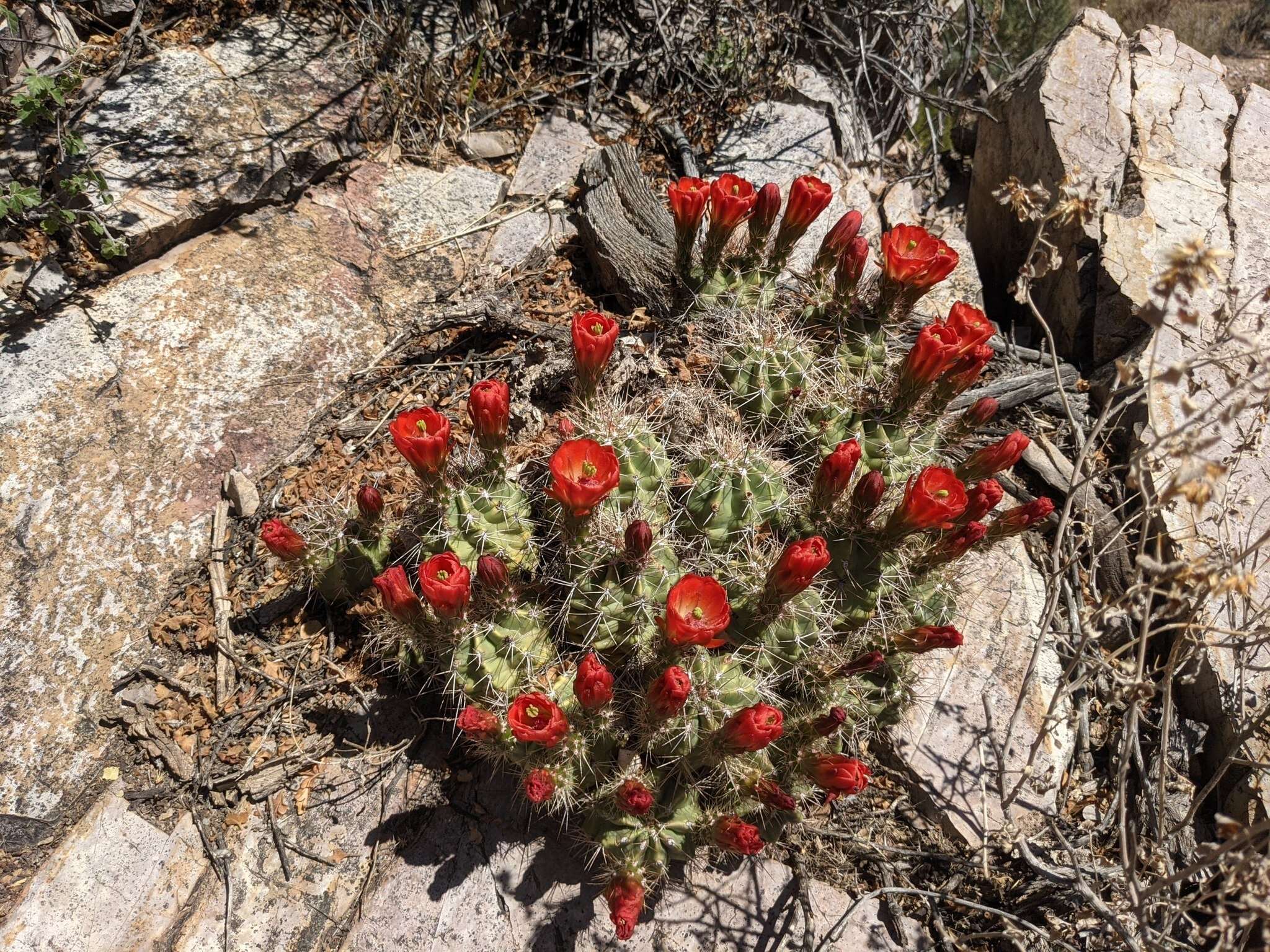 Image of Echinocereus arizonicus subsp. oldachiorum