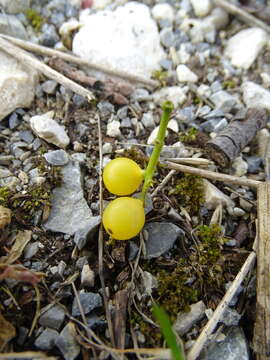 Image of Loranthus europaeus Jacq.