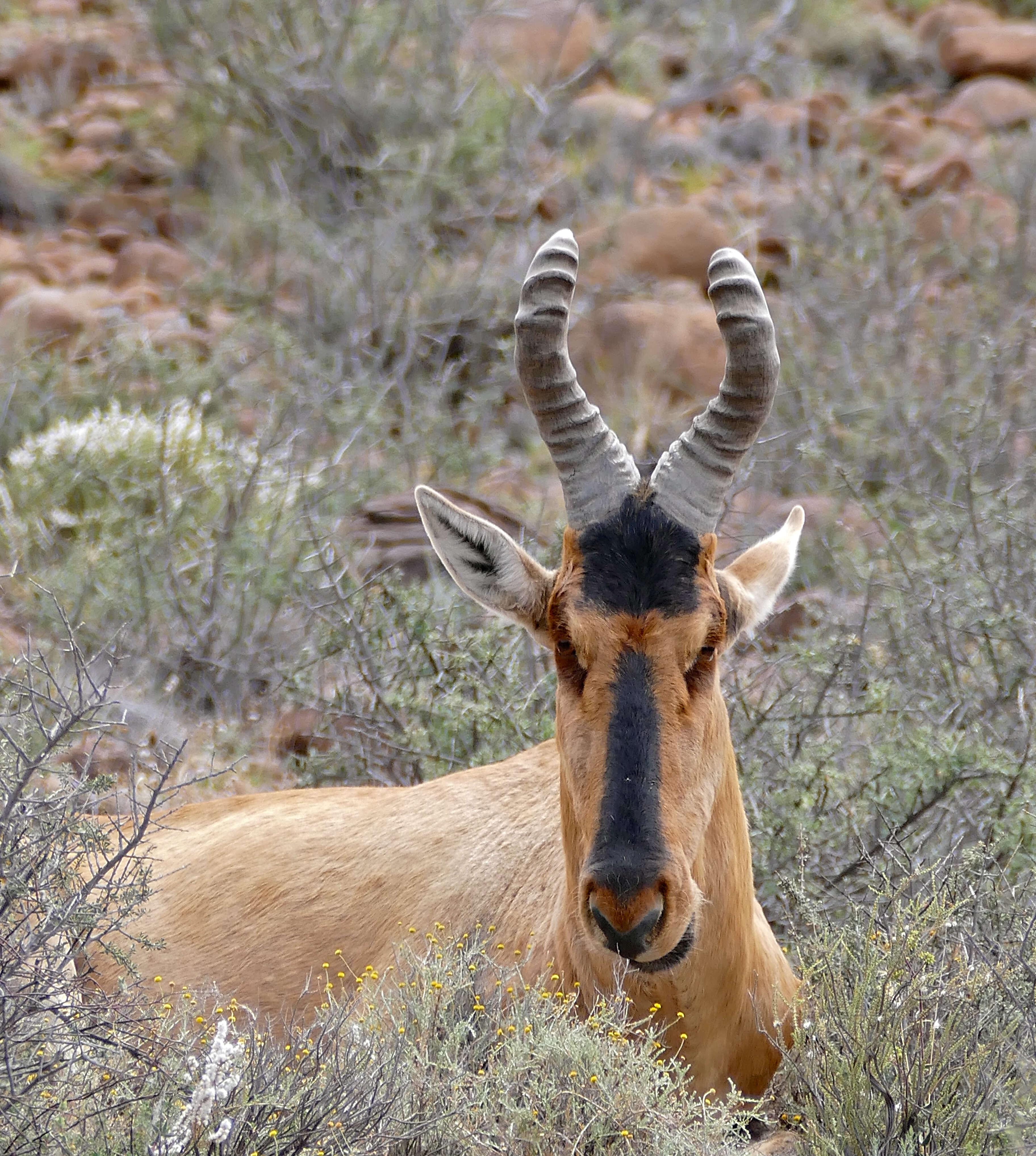 Image of Hartebeest