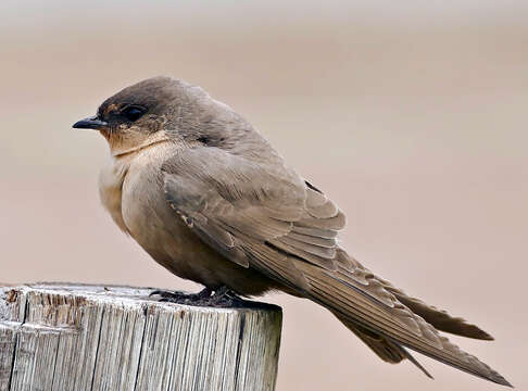 Ptyonoprogne fuligula (Lichtenstein & Mhk 1842)的圖片