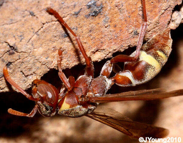 Image of Polistes badius Gerst. 1873