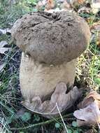 Imagem de Lycoperdon excipuliforme (Scop.) Pers. 1801