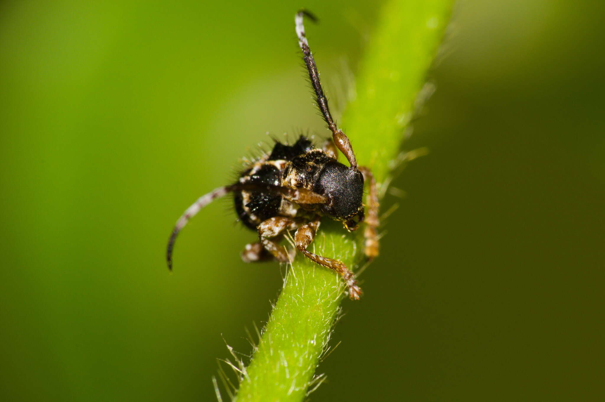 Image of Tessarecphora arachnoides Thomson 1857