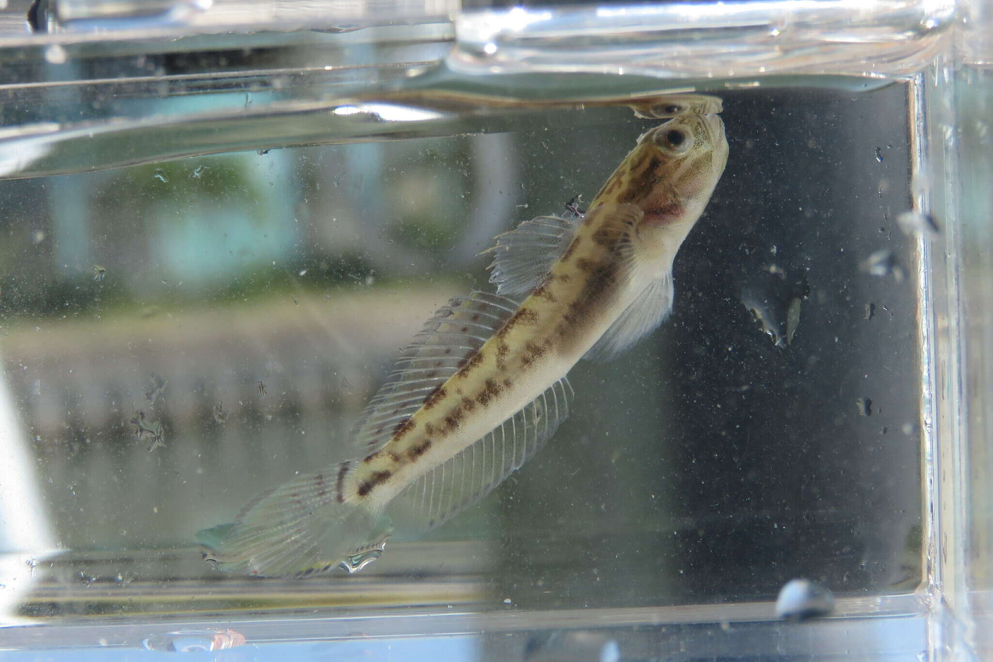 Image of Clown goby