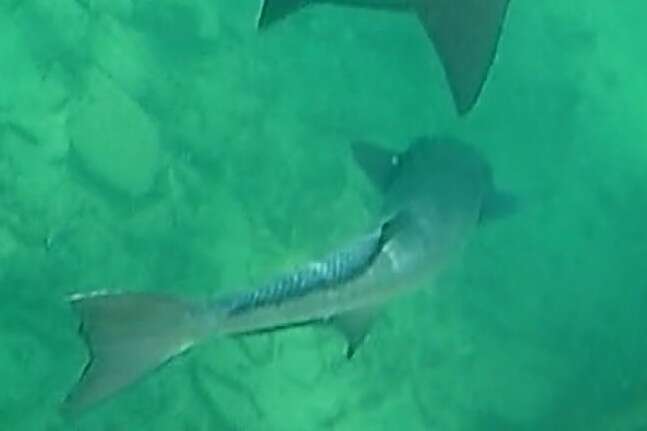 Image of Brown Remora