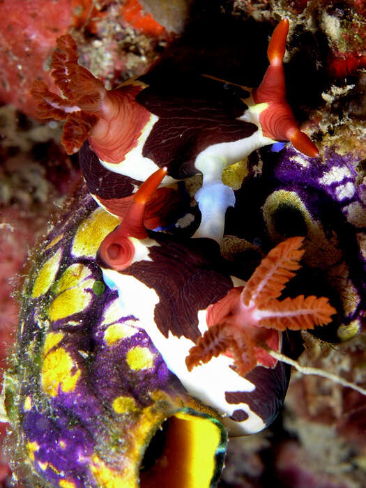 Image of Nembrotha purpureolineata O'Donoghue 1924