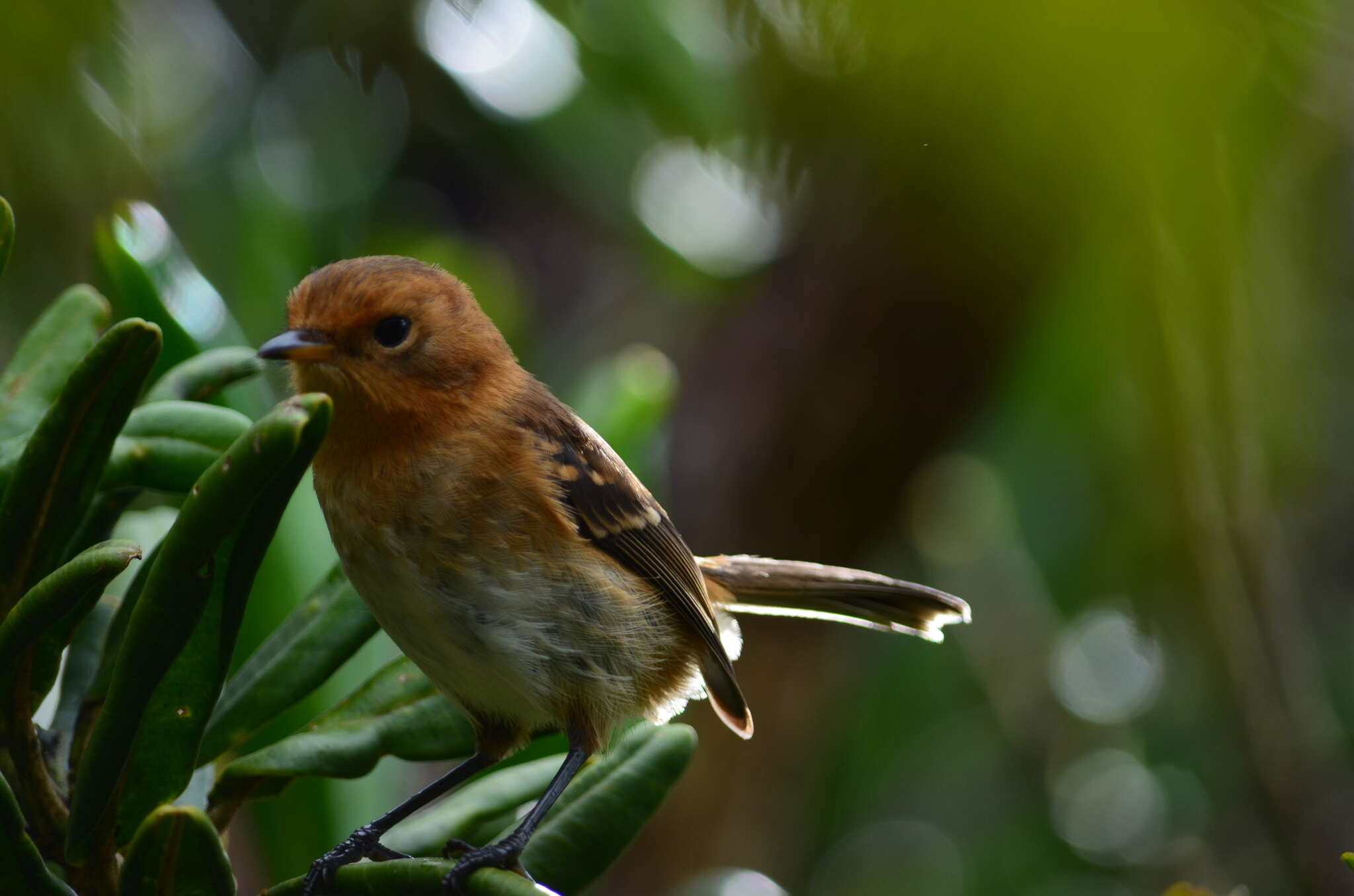 Image of Kaua`i `Elepaio