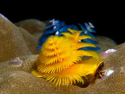 Image of Christmas tree worm