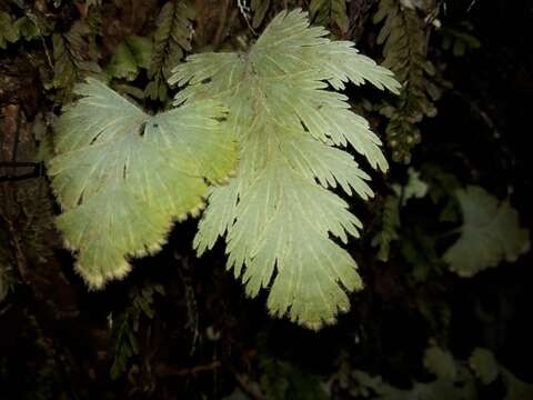 Image of Hymenophyllum pallidum (Bl.) Ebihara & K. Iwats.