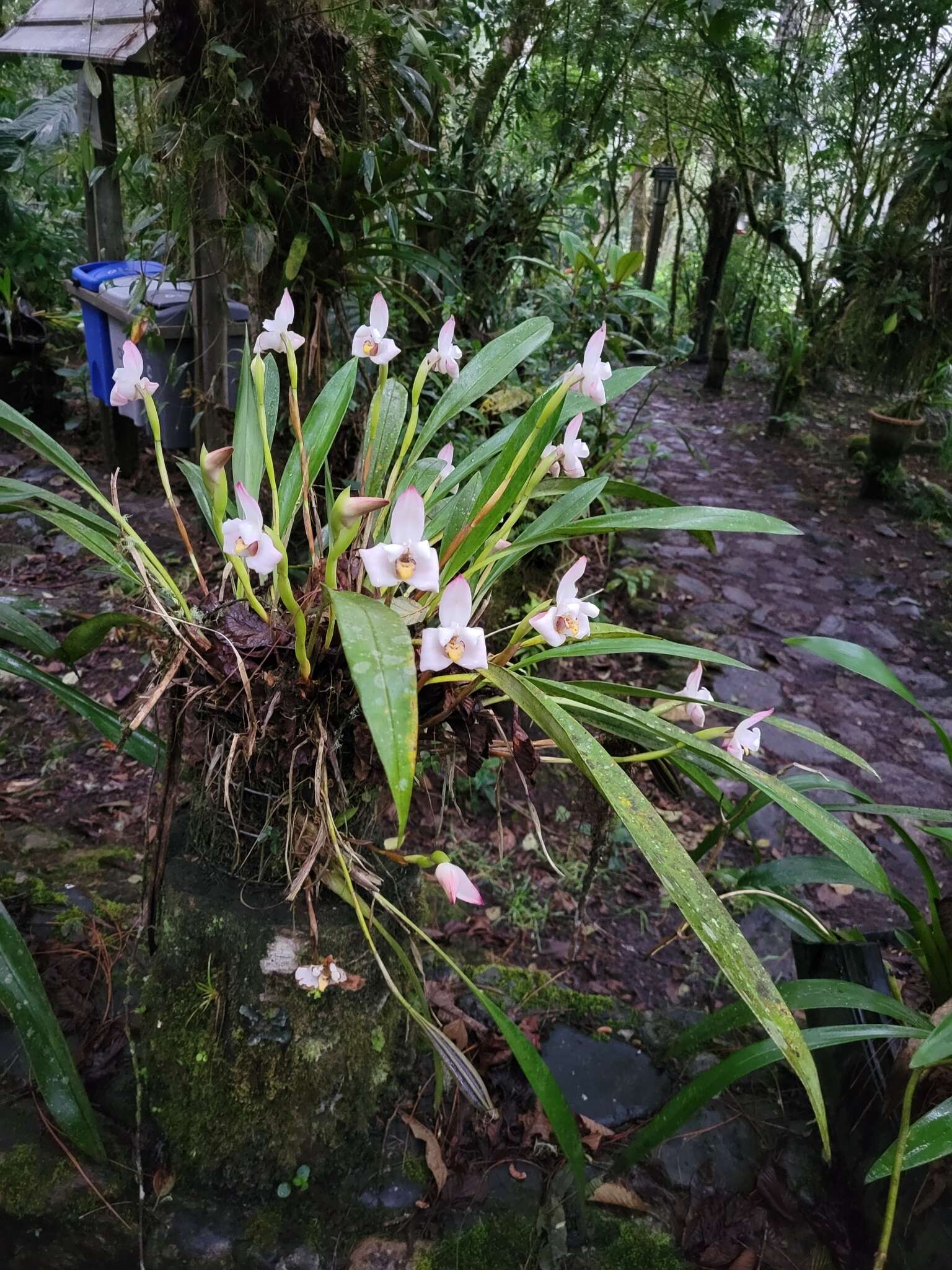 Image of Maxillaria huebschii Rchb. fil.