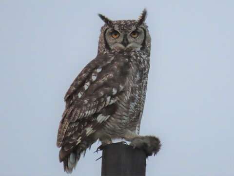 Sivun Bubo africanus africanus (Temminck 1821) kuva