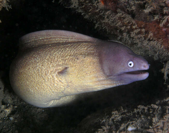 Image of Greyface moray