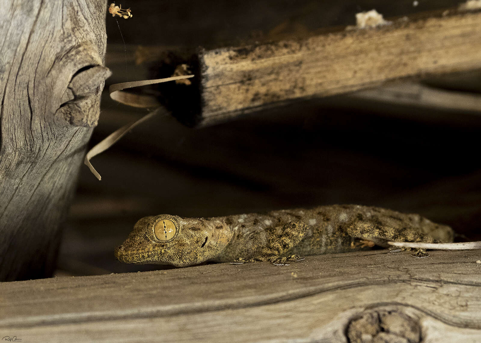 Image of Fan-fingered gecko