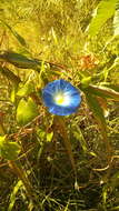 Image of Ololiuqui or Mexican Morning Glory