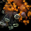 Image of Yellow sea squirts