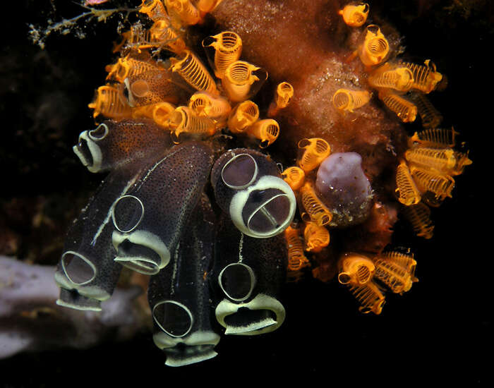 Image of Yellow sea squirts