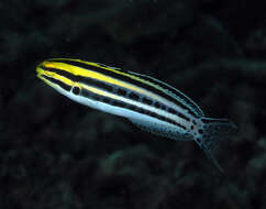 Image of Grammistes Blenny