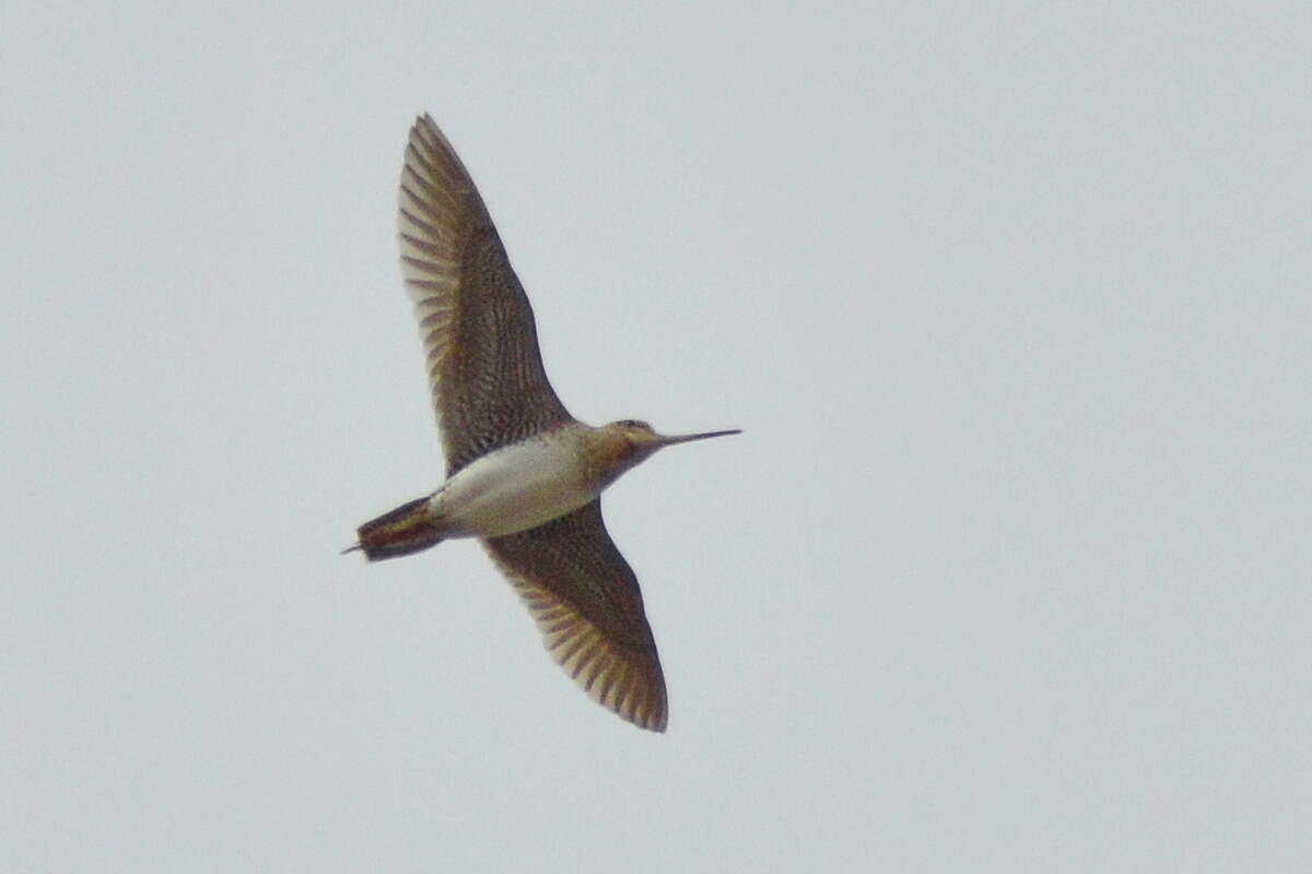 Image of Swinhoe's Snipe