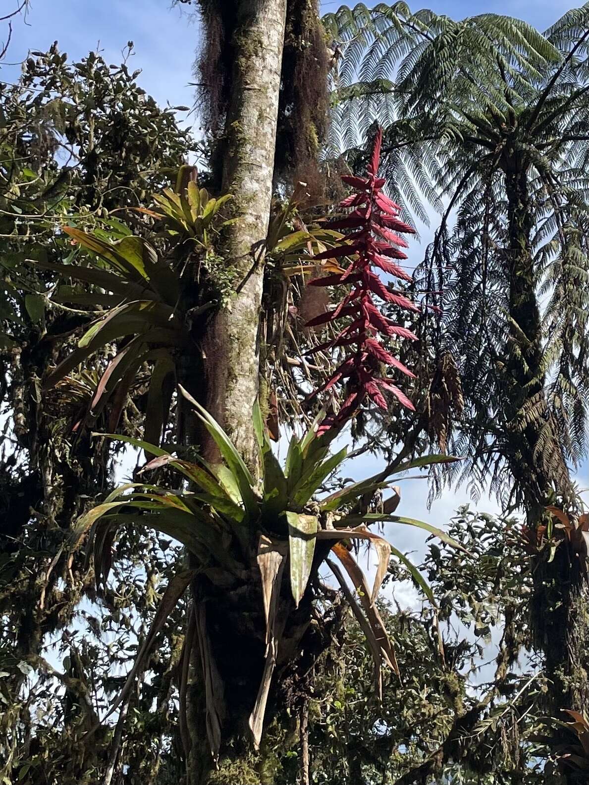 Image of Tillandsia superba Mez & Sodiro