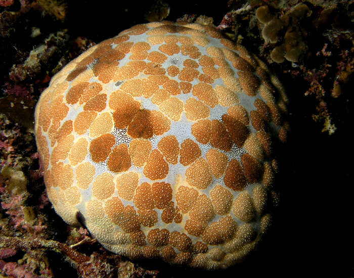 Image of Cushion star