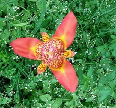 Image of Mexican Shellflower