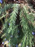 Image of Taxodium Rich.