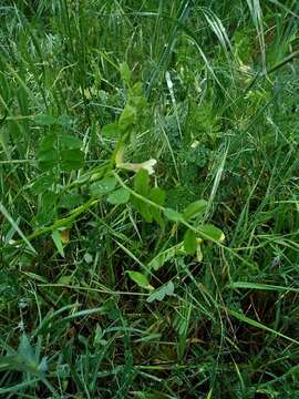 Imagem de Vicia hybrida L.