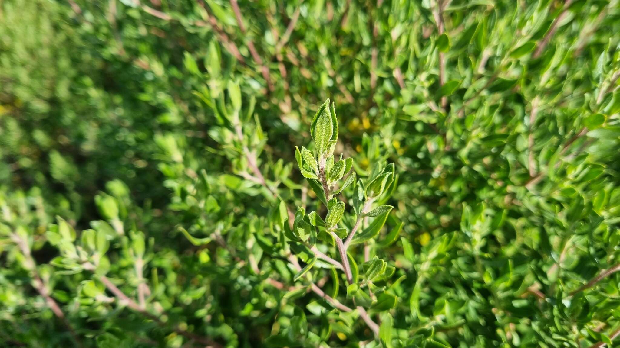 Image of Baccharis dracunculifolia subsp. tandilensis (Speg.) Giuliano