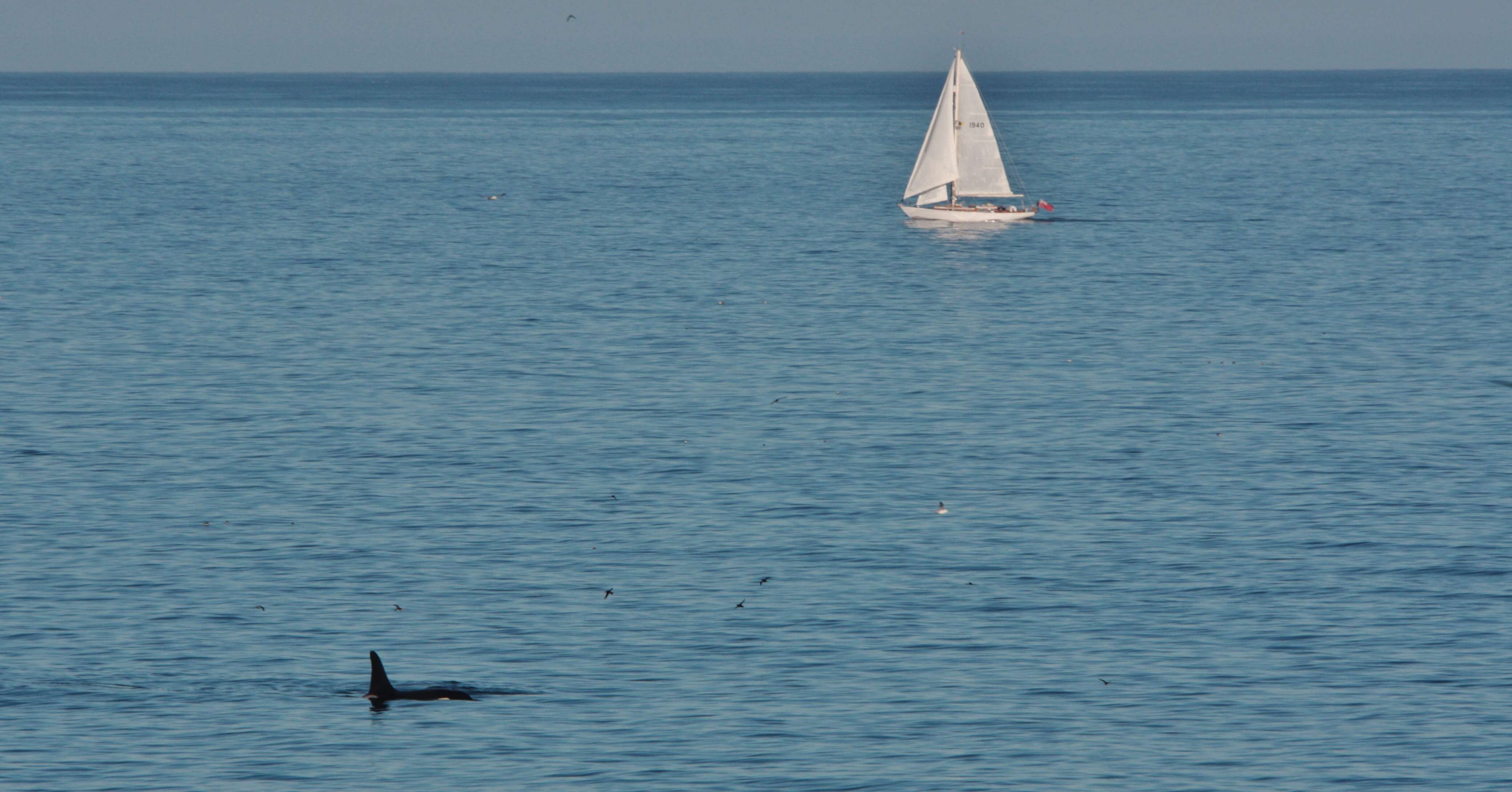 Image of killer whale